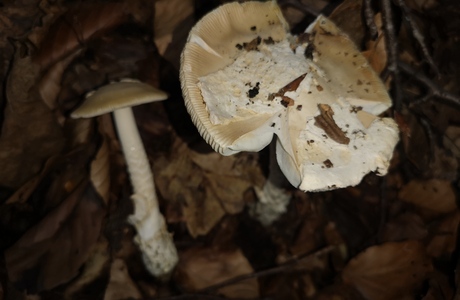 Isabellfärbiger Wulstling (Amanita eliae) - © Bernard Wieser